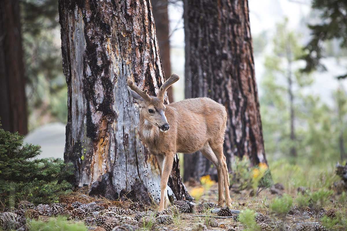 deer